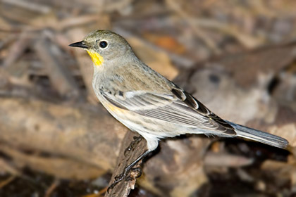 Yellow-rumped Warbler Photo @ Kiwifoto.com