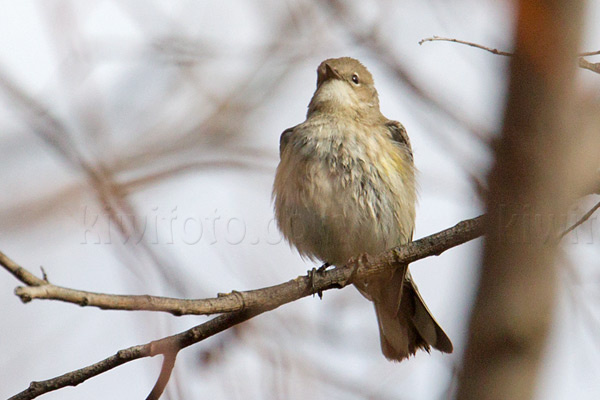 Yellow-rumped Warbler (Myrtle's Warbler)