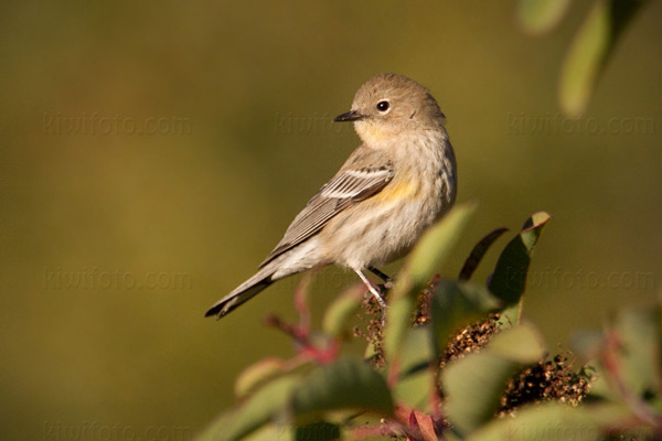 Yellow-rumped Warbler Picture @ Kiwifoto.com