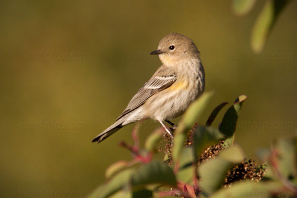 Yellow-rumped Warbler Photo @ Kiwifoto.com