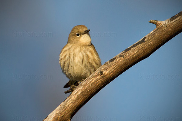 Yellow-rumped Warbler Image @ Kiwifoto.com