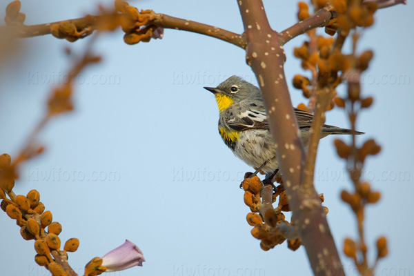 Yellow-rumped Warbler Picture @ Kiwifoto.com