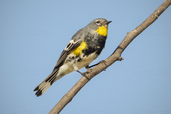 Yellow-rumped Warbler Image @ Kiwifoto.com