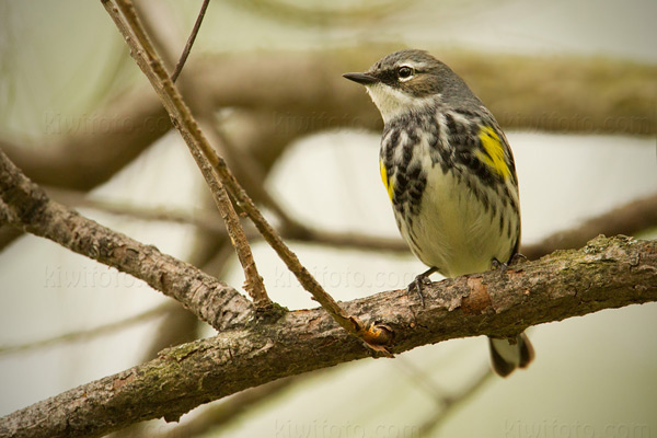 Yellow-rumped Warbler Picture @ Kiwifoto.com