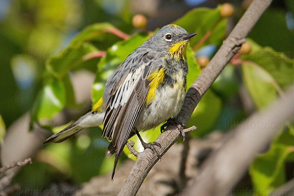 Yellow-rumped Warbler Image @ Kiwifoto.com