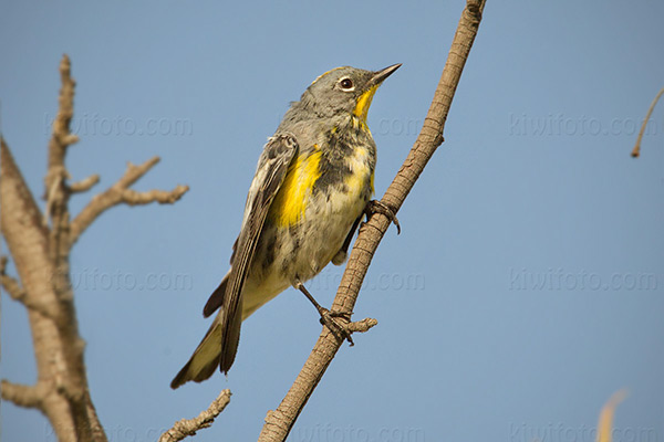 Yellow-rumped Warbler Picture @ Kiwifoto.com