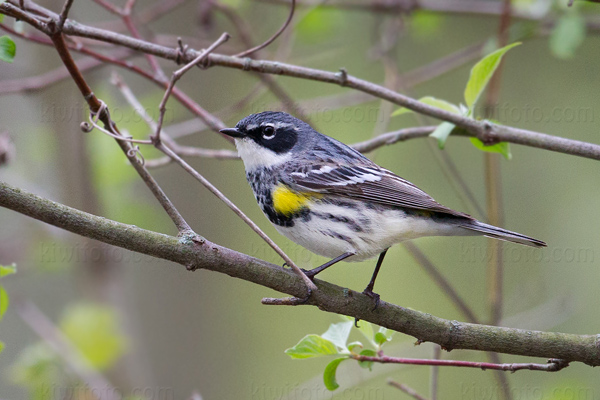 Yellow-rumped Warbler