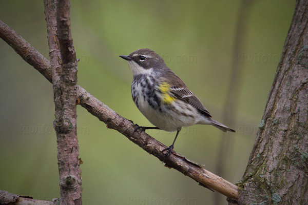 Yellow-rumped Warbler Photo @ Kiwifoto.com