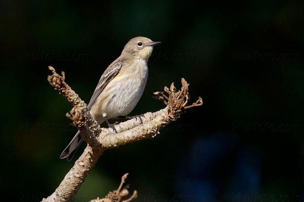 Yellow-rumped Warbler Image @ Kiwifoto.com