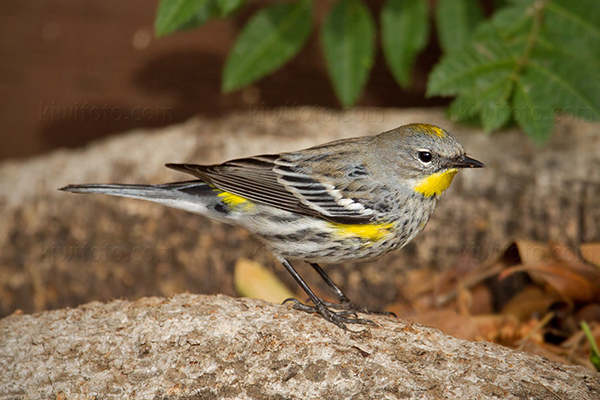 Yellow-rumped Warbler Photo @ Kiwifoto.com