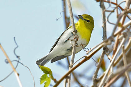 Yellow-throated Vireo Image @ Kiwifoto.com