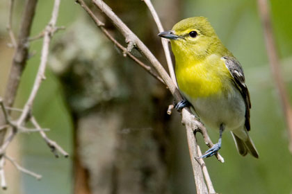 Yellow-throated Vireo Photo @ Kiwifoto.com