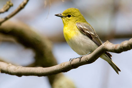 Yellow-throated Vireo Photo @ Kiwifoto.com