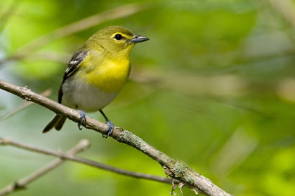 Yellow-throated Vireo Image @ Kiwifoto.com