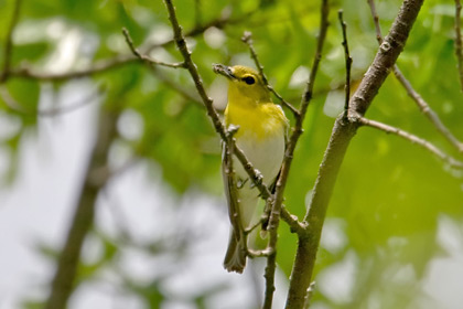 Yellow-throated Vireo Image @ Kiwifoto.com