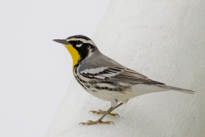 Yellow-throated Warbler Photo @ Kiwifoto.com