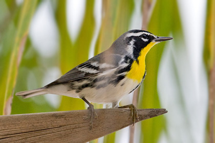 Yellow-throated Warbler Photo @ Kiwifoto.com