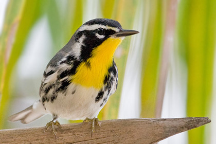 Yellow-throated Warbler Image @ Kiwifoto.com