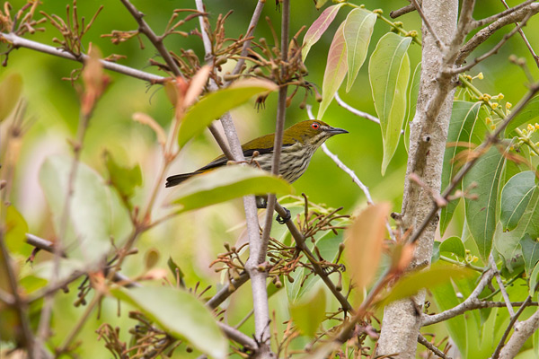 Yellow-vented Flowerpecker Image @ Kiwifoto.com