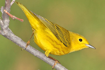 Yellow Warbler Photo @ Kiwifoto.com