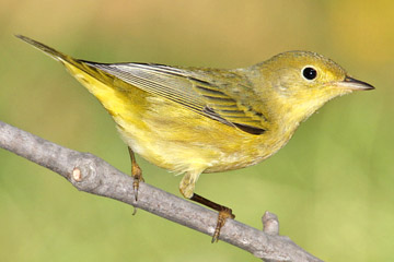 Yellow Warbler Image @ Kiwifoto.com