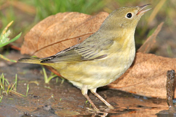 Yellow Warbler Picture @ Kiwifoto.com