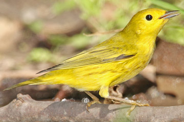 Yellow Warbler Photo @ Kiwifoto.com