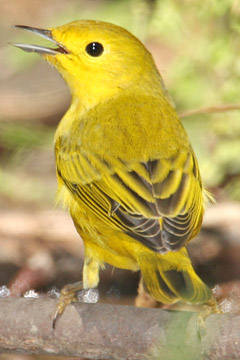 Yellow Warbler Image @ Kiwifoto.com