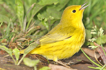 Yellow Warbler Picture @ Kiwifoto.com