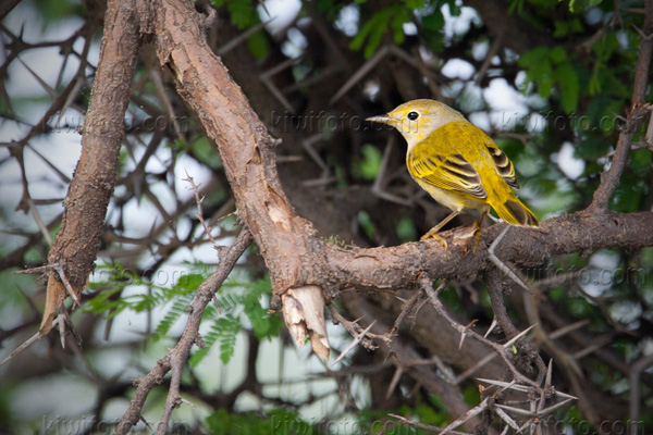 Yellow Warbler Picture @ Kiwifoto.com