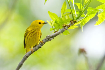 Yellow Warbler Image @ Kiwifoto.com