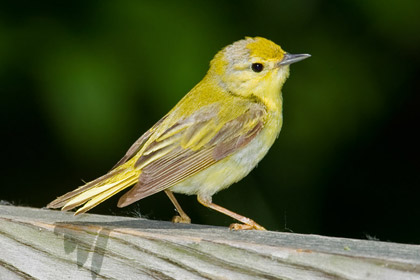 Yellow Warbler (Female)