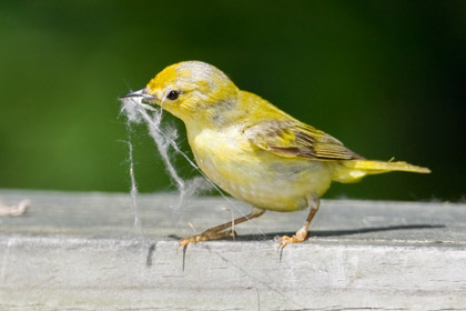 Yellow Warbler (Female w/Nesting Material)