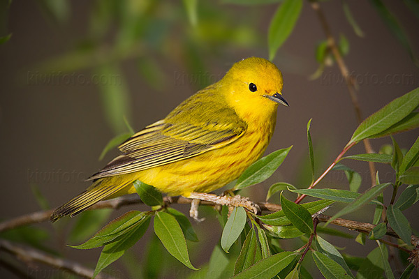 Yellow Warbler Image @ Kiwifoto.com