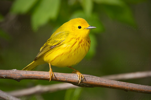 Yellow Warbler Image @ Kiwifoto.com