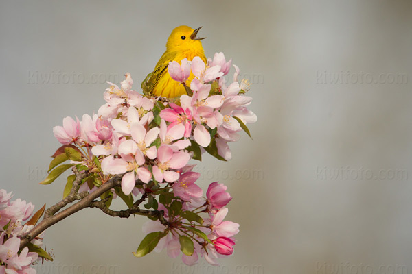 Yellow Warbler Picture @ Kiwifoto.com