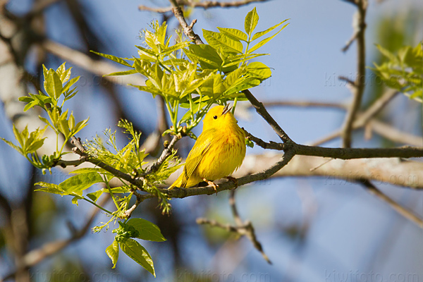 Yellow Warbler Image @ Kiwifoto.com