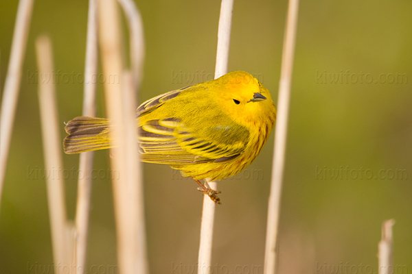 Yellow Warbler Photo @ Kiwifoto.com