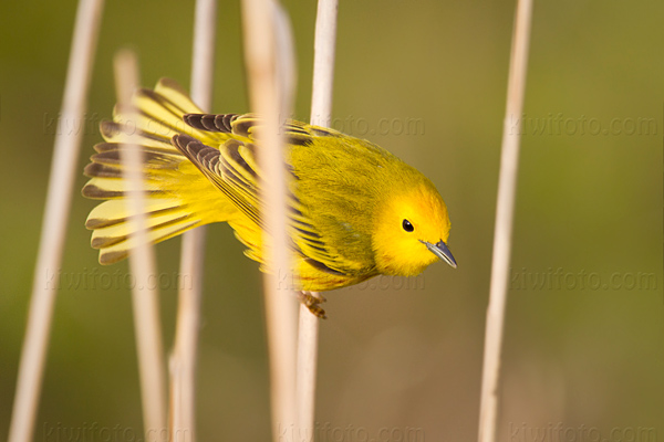 Yellow Warbler Picture @ Kiwifoto.com