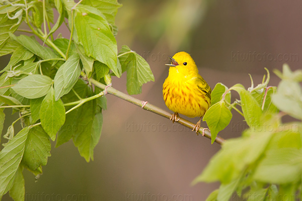 Yellow Warbler, Magee Marsh, Ohio