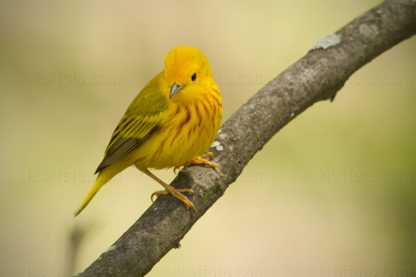 Yellow Warbler Image @ Kiwifoto.com