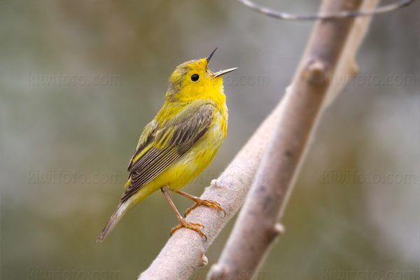 Yellow Warbler Image @ Kiwifoto.com