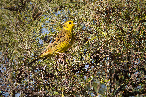 Yellowhammer Image @ Kiwifoto.com