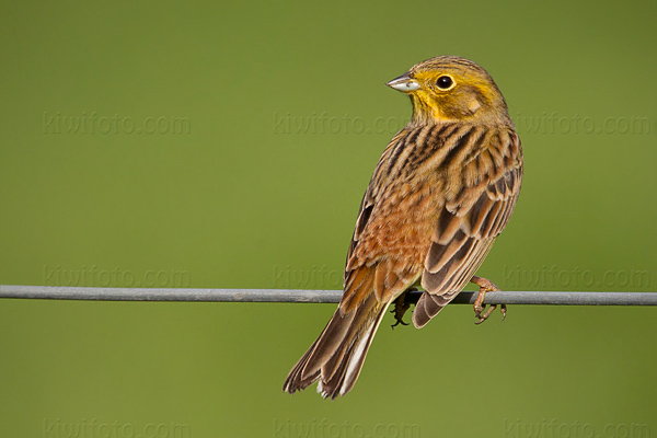 Yellowhammer Picture @ Kiwifoto.com