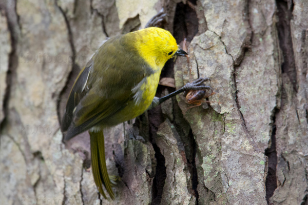 Yellowhead (Mohua)