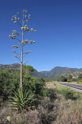 Yucca Image @ Kiwifoto.com
