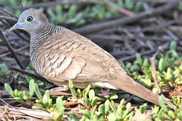 Zebra Dove Picture @ Kiwifoto.com