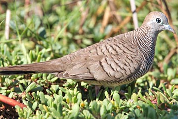 Zebra Dove Photo @ Kiwifoto.com