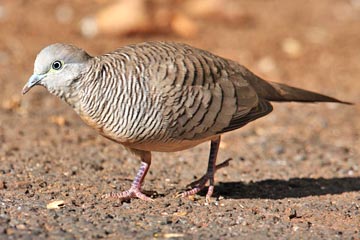 Zebra Dove Image @ Kiwifoto.com