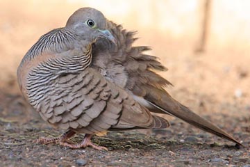 Zebra Dove Picture @ Kiwifoto.com